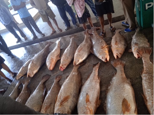 Paradip Fishermen Hit Jackpot with Rare Ghol Fish Catch Paradip Fishermen Hit Jackpot with Rare Ghol Fish Catch
