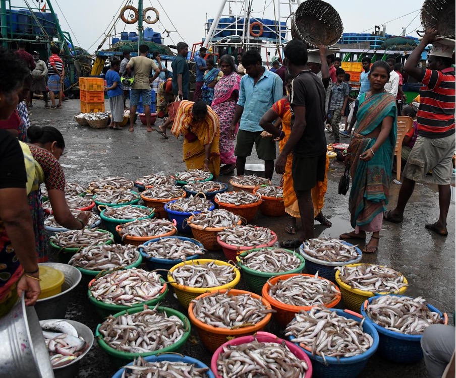 Post Cyclone Bounty Over 1000 Tonnes of Export Quality Fish Flood Kasimedu Fishing Harbour Post Cyclone Bounty Over 1000 Tonnes of Export Quality Fish Flood Kasimedu Fishing Harbour