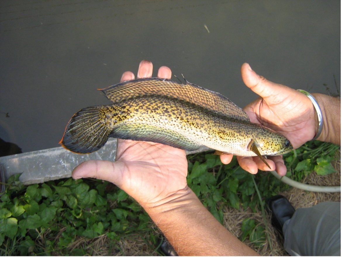 Record Breaking Fish Smuggling Foiled Rare Channa Barca Worth Rs 4.5 Crore Seized at Dibrugarh Airport Record Breaking Fish Smuggling Foiled Rare Channa Barca Worth Rs 4.5 Crore Seized at Dibrugarh Airport