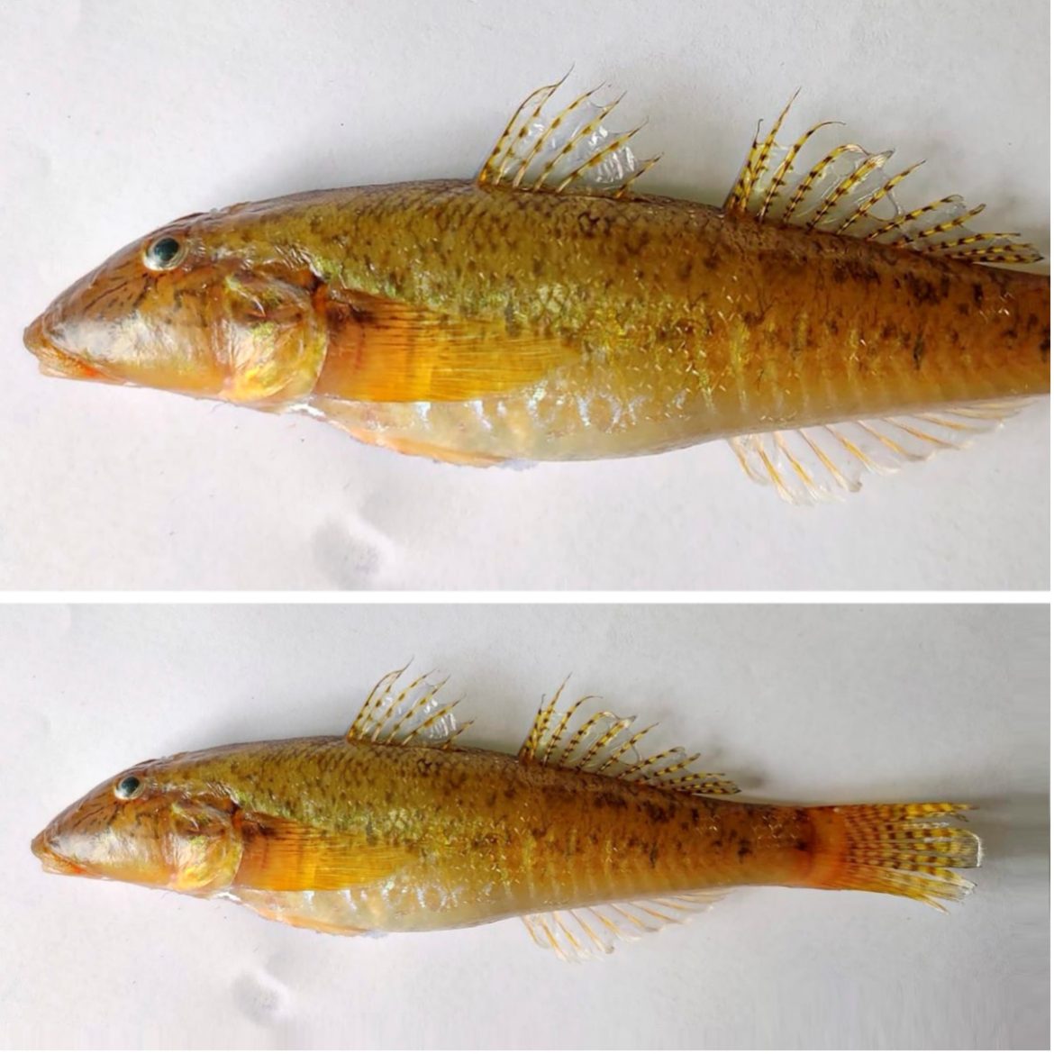 Scientific Discovery Unveils New Edible Fish Species Awaous Motla in Western Odisha Markets Scientific Discovery Unveils New Edible Fish Species Awaous Motla in Western Odisha Markets