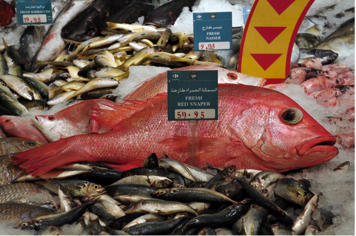 Study Reveals Depletion of Key Indonesian Fishery Species Urges Rethink in Assessment Methods Study Reveals Depletion of Key Indonesian Fishery Species Urges Rethink in Assessment Methods