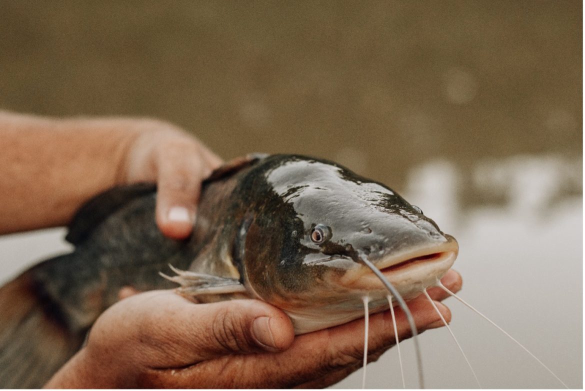 Tezpur University Training Program on Induced Breeding of Indian Magur Fish Marks a Milestone Tezpur University Training Program on Induced Breeding of Indian Magur Fish Marks a Milestone
