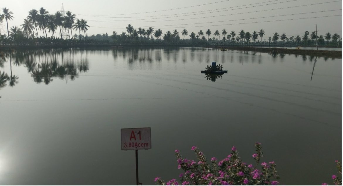 Andhra Pradeshs Aquaculture Sector Poised for Increased Investment An Overview Andhra Pradeshs Aquaculture Sector Poised for Increased Investment An Overview