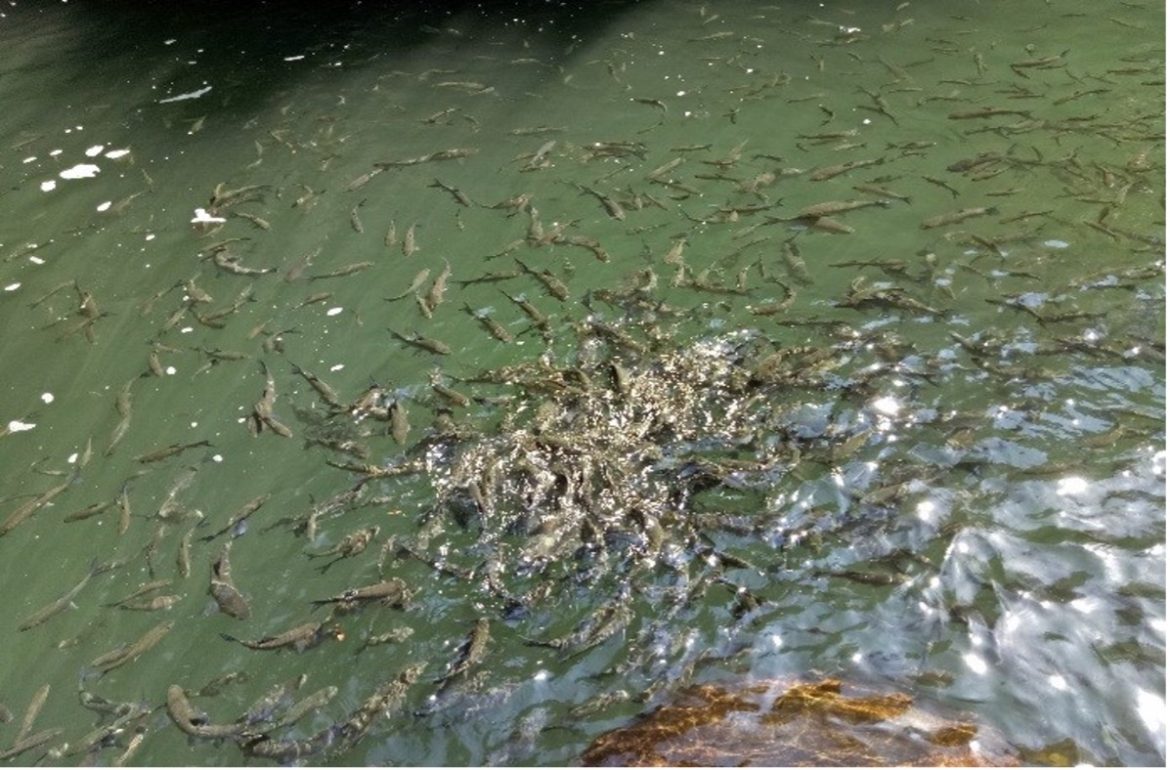 Community Driven Bokdo Fish Sanctuary Flourishes in Assam India Community Driven Bokdo Fish Sanctuary Flourishes in Assam India