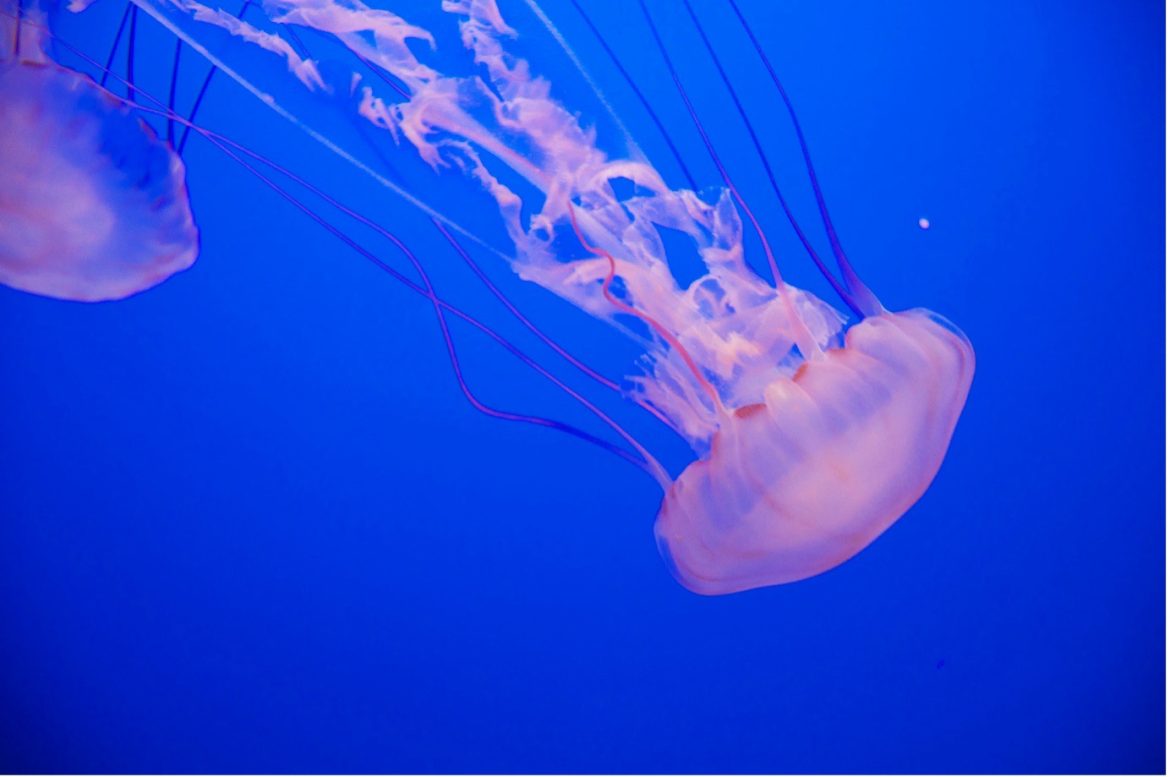 International Symposium in Thiruvananthapuram Highlights Urgent Need for Jellyfish Research in Indian Waters International Symposium in Thiruvananthapuram Highlights Urgent Need for Jellyfish Research in Indian Waters