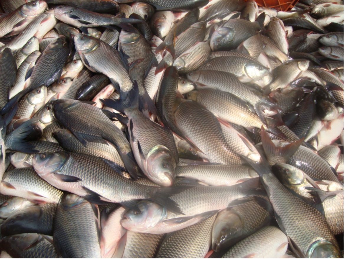 Sundargarh District Witnesses Surge in Fish Production Despite Limited Water Resources