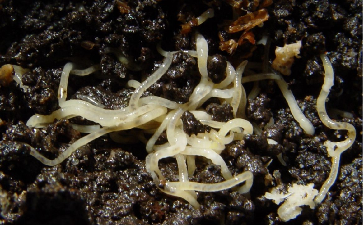 Seaweed Worms Poised to Transform Fish Farming Diets Thanks to Innovative Research Seaweed Worms Poised to Transform Fish Farming Diets Thanks to Innovative Research