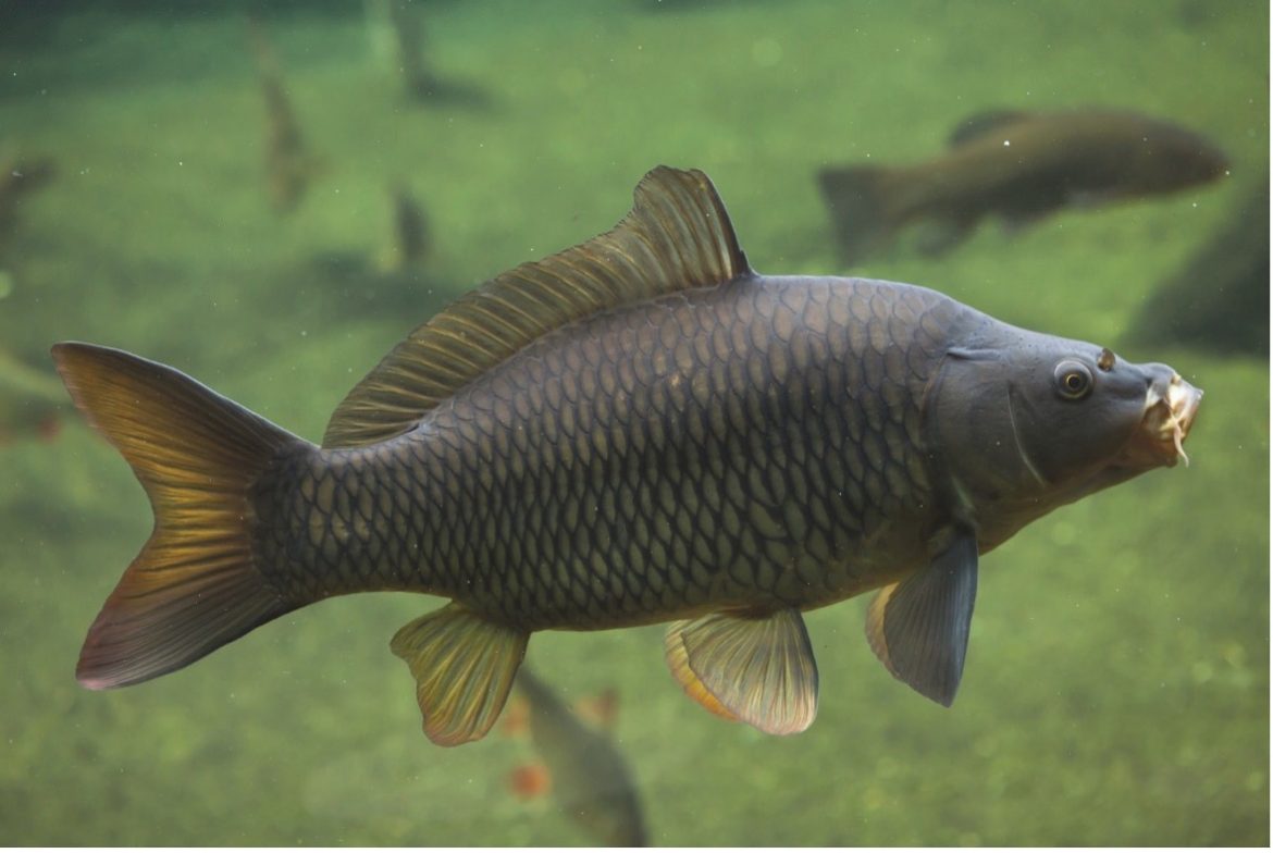The Peril of Aquatic Invasions Threats to Indias Freshwater Ecosystems 1 The Peril of Aquatic Invasions Threats to Indias Freshwater Ecosystems 1