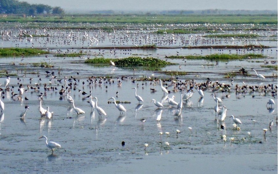 WILDLIFE TASK FORCE TAKES ACTION AGAINST ILLEGAL AQUACULTURE IN KOLLERU LAKE WILDLIFE TASK FORCE TAKES ACTION AGAINST ILLEGAL AQUACULTURE IN KOLLERU LAKE