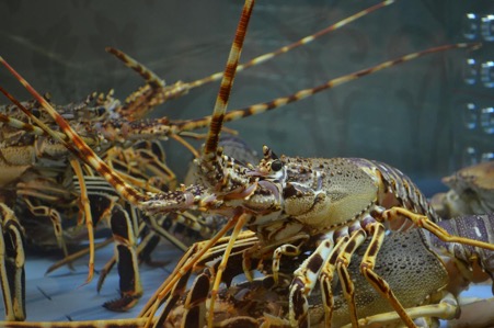 Annual Lobster Ban Resumes Across Dominican Republic and Neighboring Regions Annual Lobster Ban Resumes Across Dominican Republic and Neighboring Regions