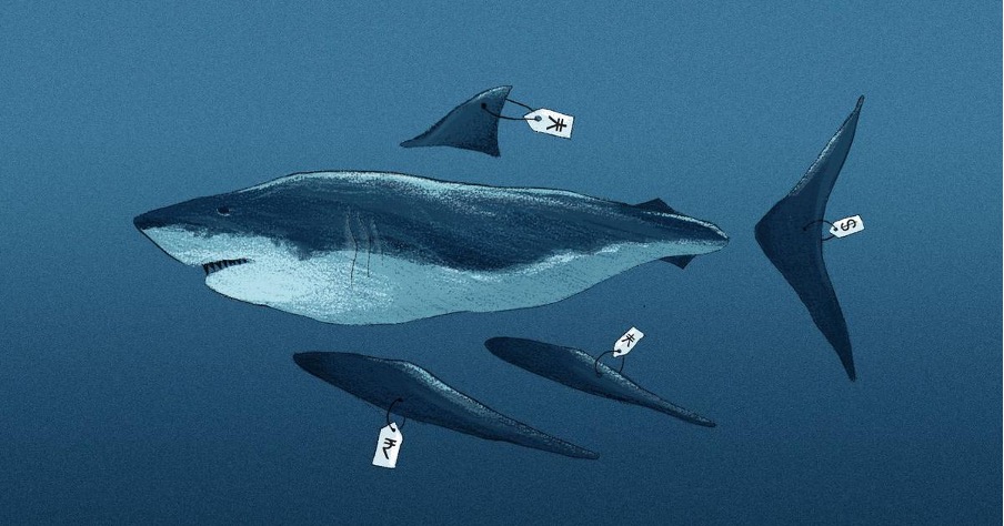 Illegal Shark Trade Thrives in Tamil Nadu TRAFFIC and WWF India Report Illegal Shark Trade Thrives in Tamil Nadu TRAFFIC and WWF India Report