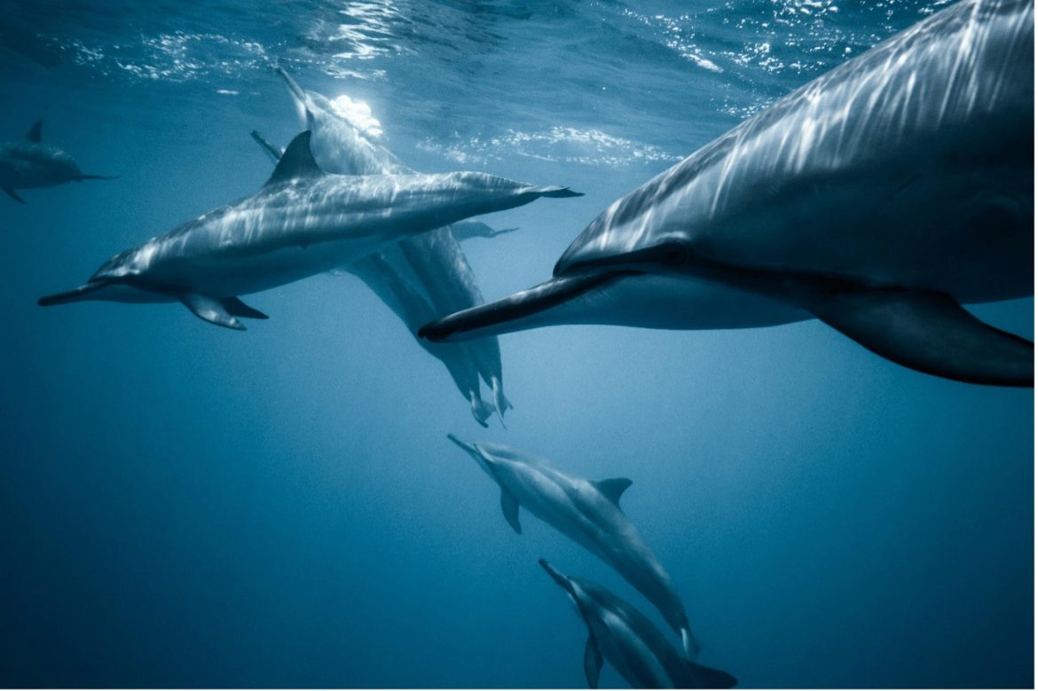 Blueyou Leads the Way with Groundbreaking Aquatic Animal Welfare Policy Blueyou Leads the Way with Groundbreaking Aquatic Animal Welfare Policy