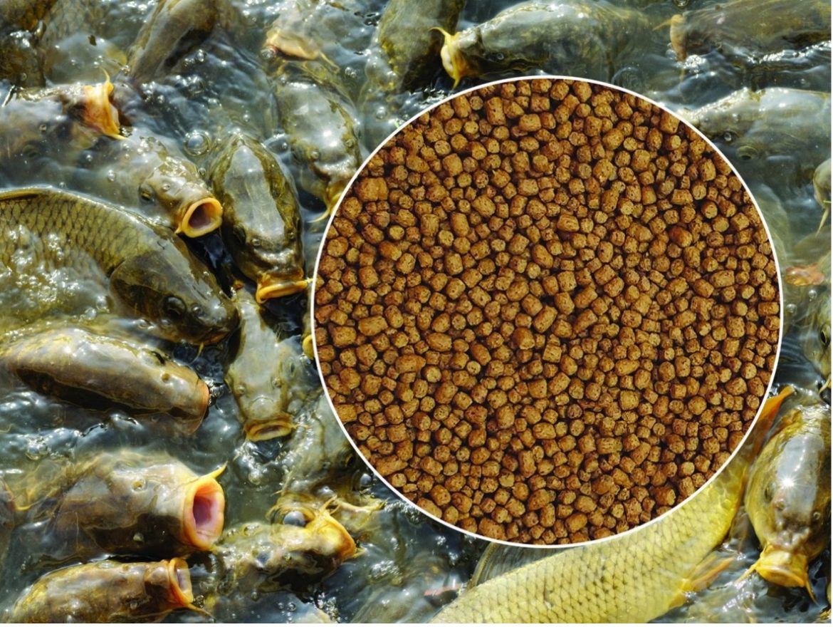 Global Animal Feed Market Set to Soar to US 929 Billion by 2033 Driven by Growing Protein Demand and Aquaculture Expansion Global Animal Feed Market Set to Soar to US 929 Billion by 2033 Driven by Growing Protein Demand and Aquaculture Expansion