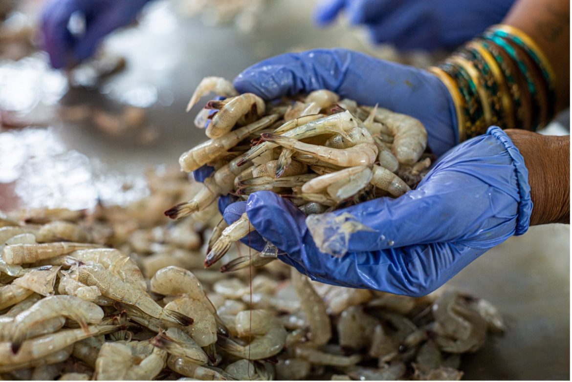 India Denies Accusations of Shrimp Farm Abuses Stresses Compliance with Global Rules India Denies Accusations of Shrimp Farm Abuses Stresses Compliance with Global Rules
