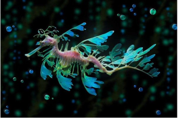 Weedy Seadragons Debut at California Aquarium After Successful Breeding Efforts Weedy Seadragons Debut at California Aquarium After Successful Breeding Efforts