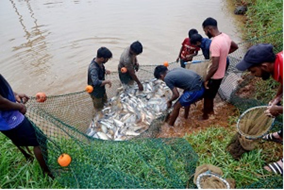 Boosting Fish Seed Availability ICAR CCARIs Initiative in Goa Boosting Fish Seed Availability ICAR CCARIs Initiative in Goa