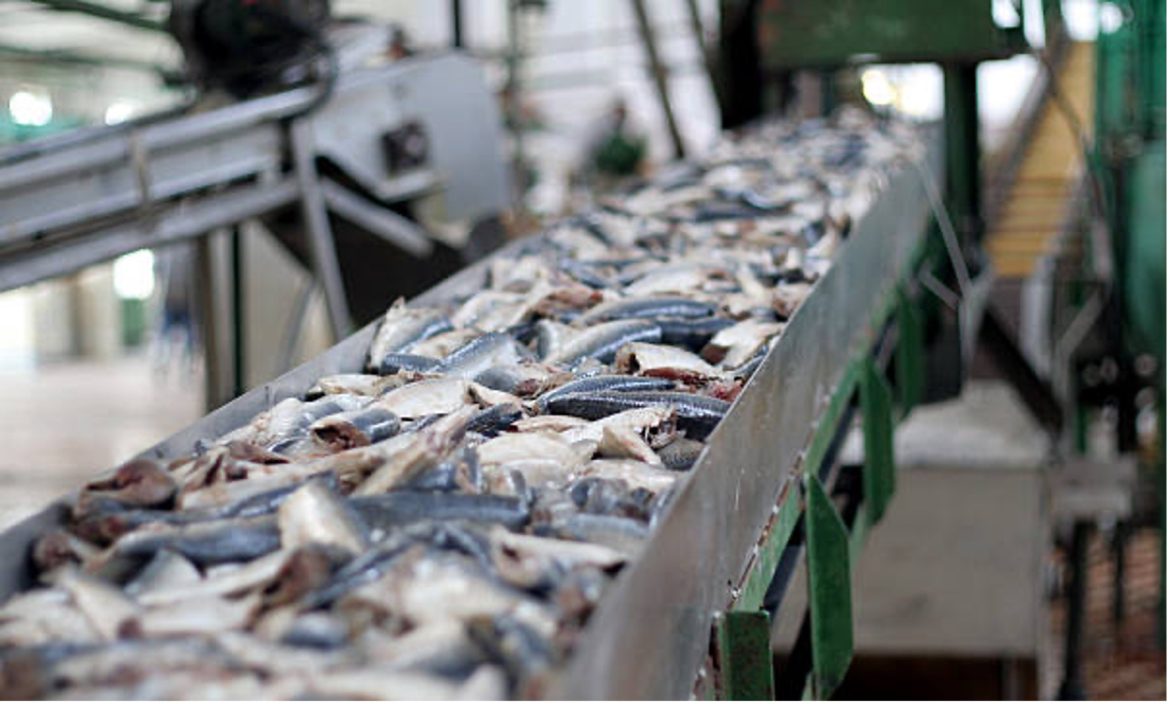 Residents of Pottaloorani Seek SHRC Intervention Against Allegedly Polluting Fish Processing Units Residents of Pottaloorani Seek SHRC Intervention Against Allegedly Polluting Fish Processing Units