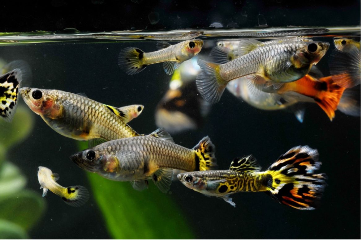 guppy fish released to combat dengue in hubballi dharwad guppy fish released to combat dengue in hubballi dharwad