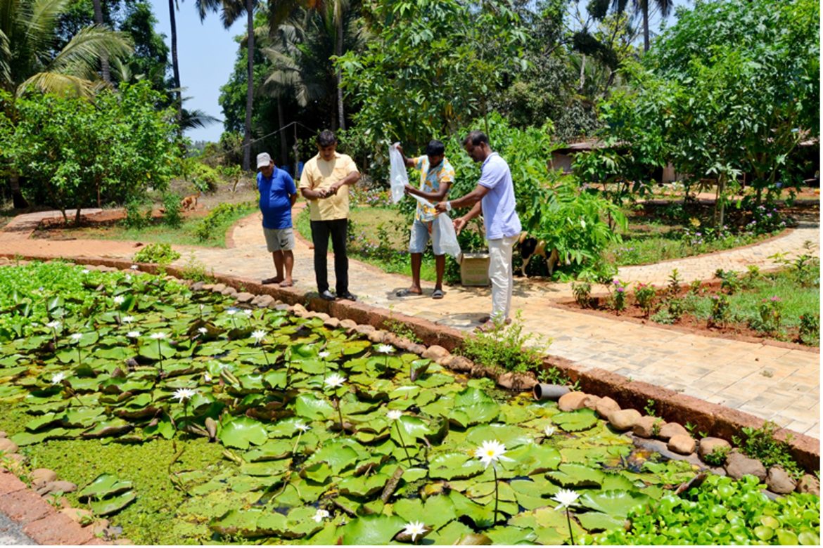 icar ccari initiates indigenous fish conservation efforts at butterfly garden in goa icar ccari initiates indigenous fish conservation efforts at butterfly garden in goa