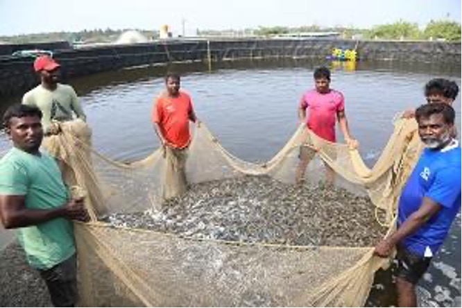 icar ciba introduces revolutionary tank based shrimp farming system icar ciba introduces revolutionary tank based shrimp farming system