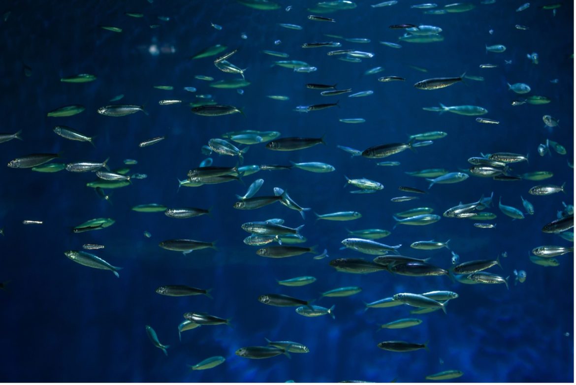 kerala university of fisheries and ocean studies signs mou with bournemouth university kerala university of fisheries and ocean studies signs mou with bournemouth university