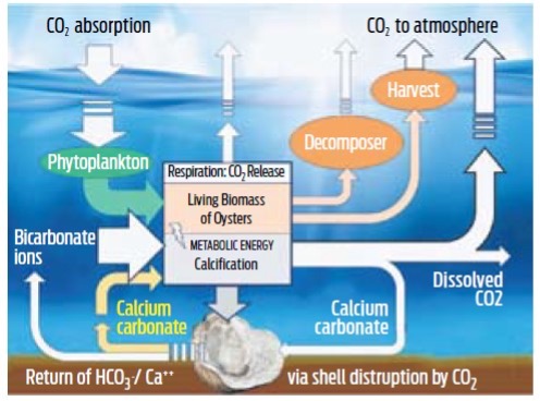 new study highlights limitations of current marine carbon dioxide removal approaches new study highlights limitations of current marine carbon dioxide removal approaches