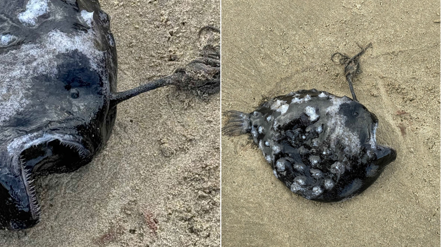 rare deep sea angler fish found washed up on oregon beach rare deep sea angler fish found washed up on oregon beach