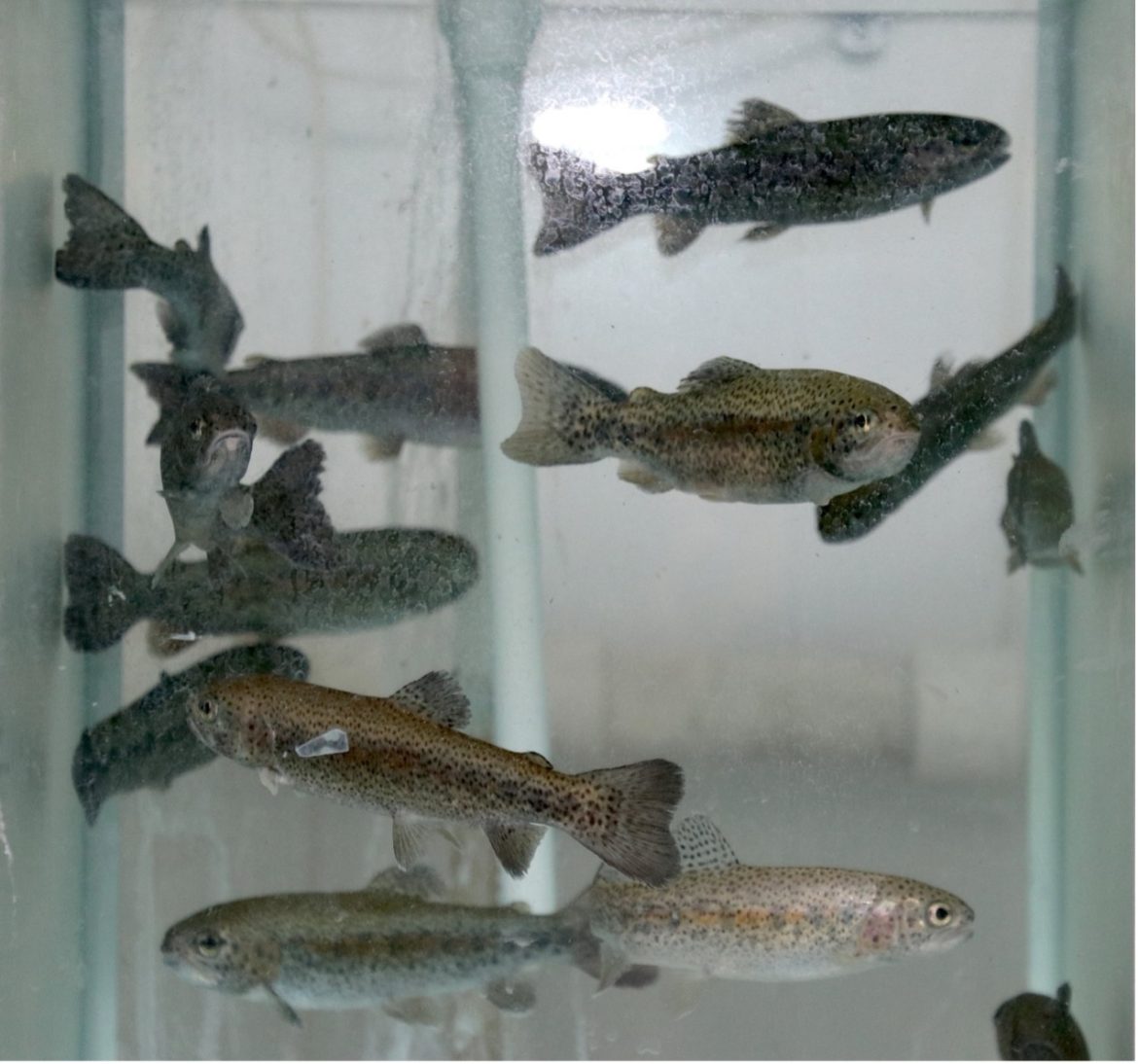 scientific study uncovers microplastic particles in fish brains in erzurum turkey scientific study uncovers microplastic particles in fish brains in erzurum turkey