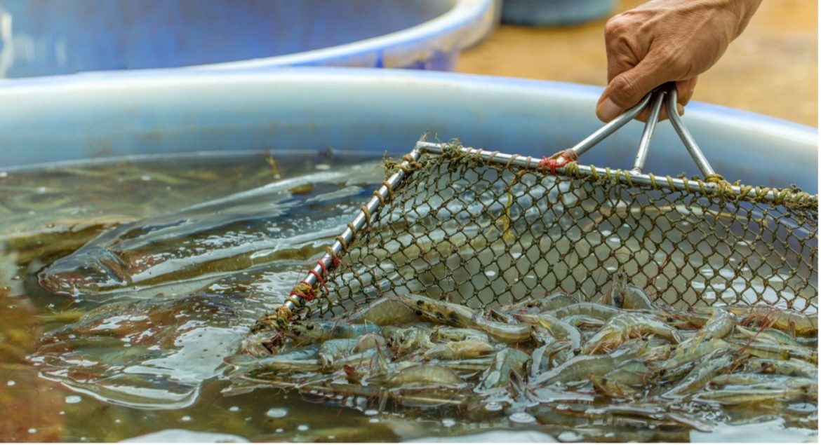 Andhra Pradesh Leads in Fishing and Aquaculture Sector