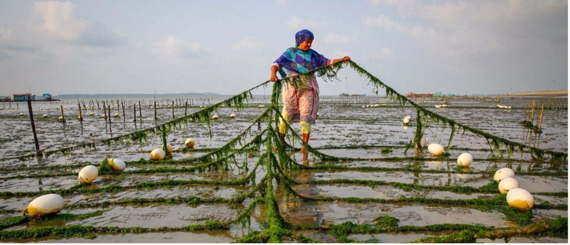 empowering women in fisheries and aquaculture faos strategic approach empowering women in fisheries and aquaculture faos strategic approach