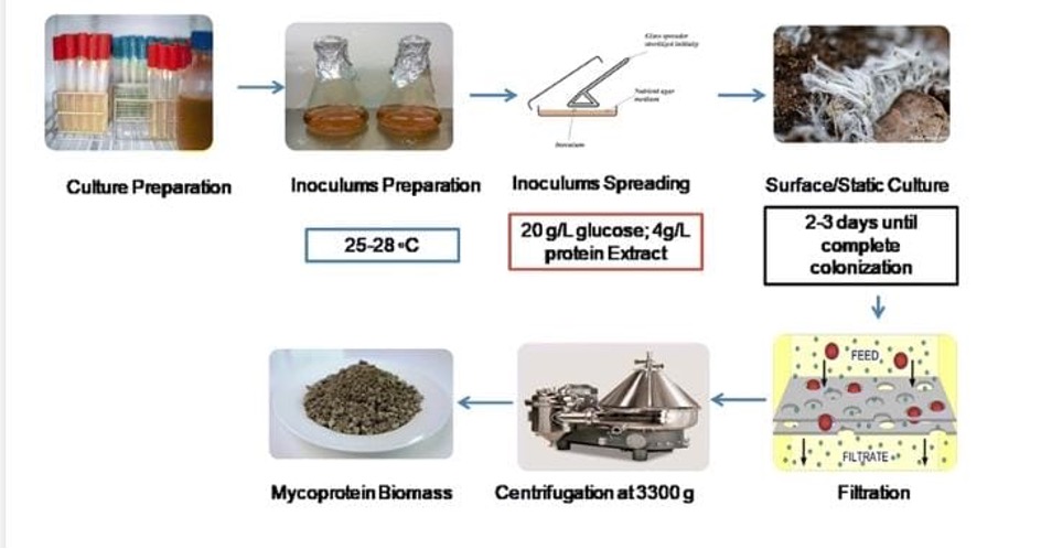 enifer secures e36 million to scale up mycoprotein production enifer secures e36 million to scale up mycoprotein production