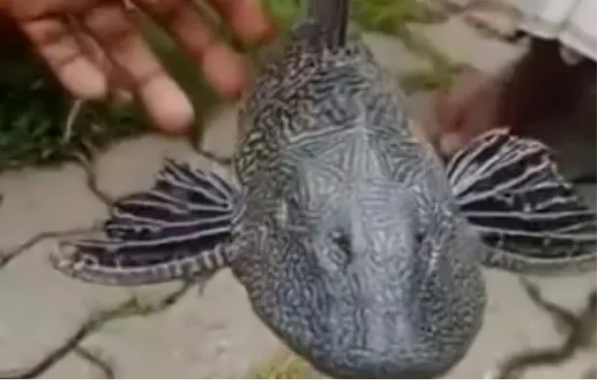 rare four eyed fish discovered in assams floodwaters goes viral rare four eyed fish discovered in assams floodwaters goes viral