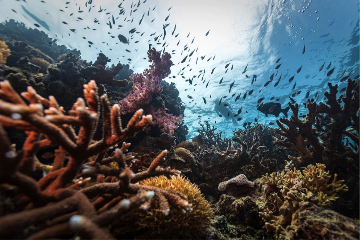 Argentina Joins UN Agreement to Create Marine Protected Areas Combat Illegal Fishing Argentina Joins UN Agreement to Create Marine Protected Areas Combat Illegal Fishing