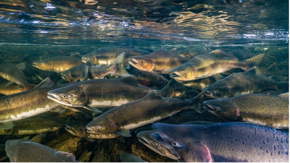 Global Study Reveals Alarming % Decline in Migratory Freshwater Fish Populations Global Study Reveals Alarming % Decline in Migratory Freshwater Fish Populations