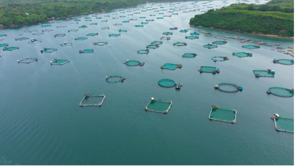 FAO’s New Guidebook Promotes Sustainable Aquaculture Co Management Systems FAO's New Guidebook Promotes Sustainable Aquaculture Co Management Systems