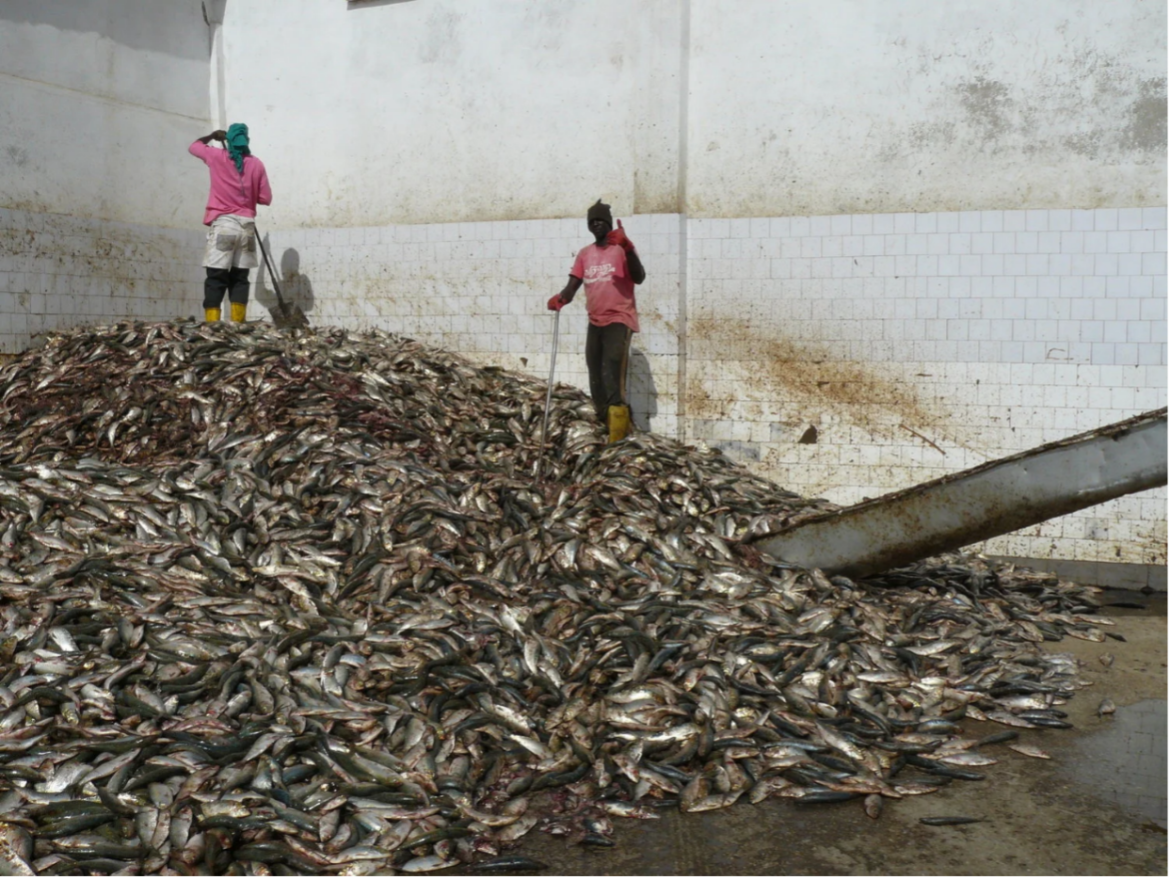 Government of India Lifts Four Year Moratorium on New Fish Meal and Fish Oil Units Government of India Lifts Four Year Moratorium on New Fish Meal and Fish Oil Units