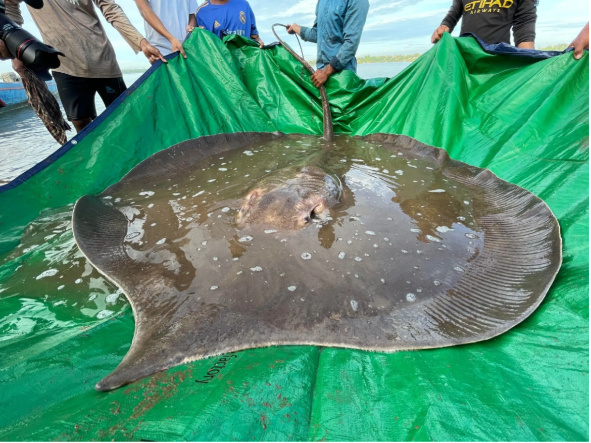 Historic Catch in Cambodia Pound Giant Freshwater Stingray Sets World Record Historic Catch in Cambodia Pound Giant Freshwater Stingray Sets World Record