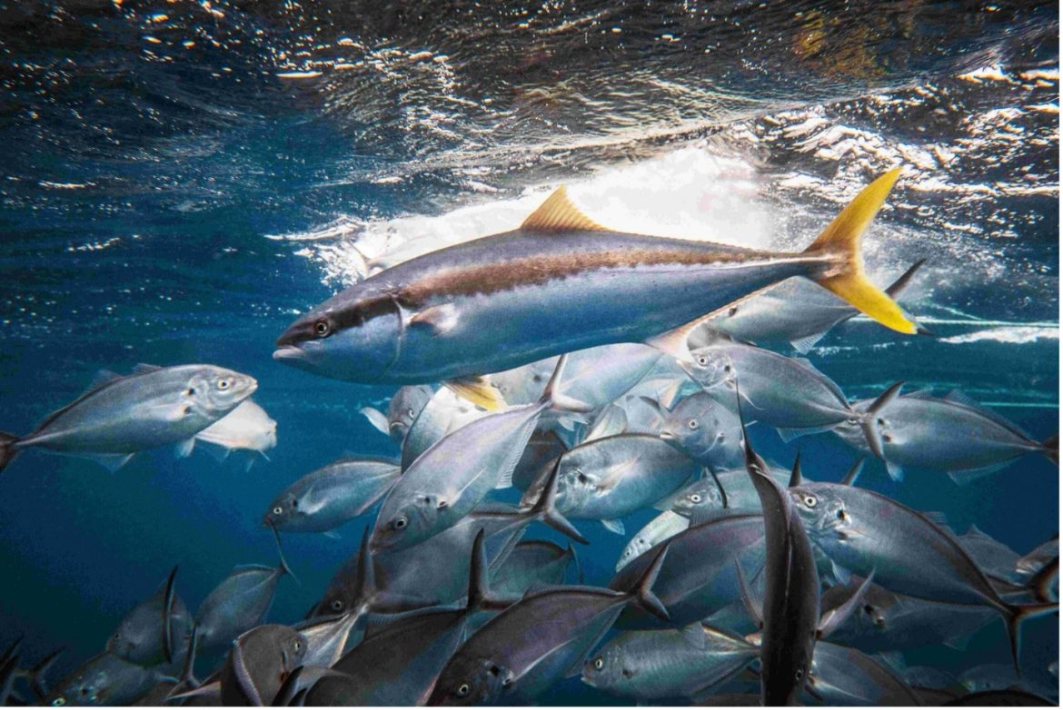 New Zealand Revolutionizes Seafood Industry with Land Based Kingfish Farm New Zealand Revolutionizes Seafood Industry with Land Based Kingfish Farm