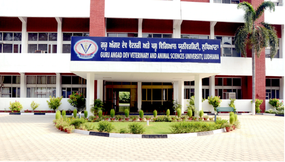 Recruitment Opportunities at Guru Angad Dev Veterinary and Animal Sciences University Ludhiana Recruitment Opportunities at Guru Angad Dev Veterinary and Animal Sciences University Ludhiana