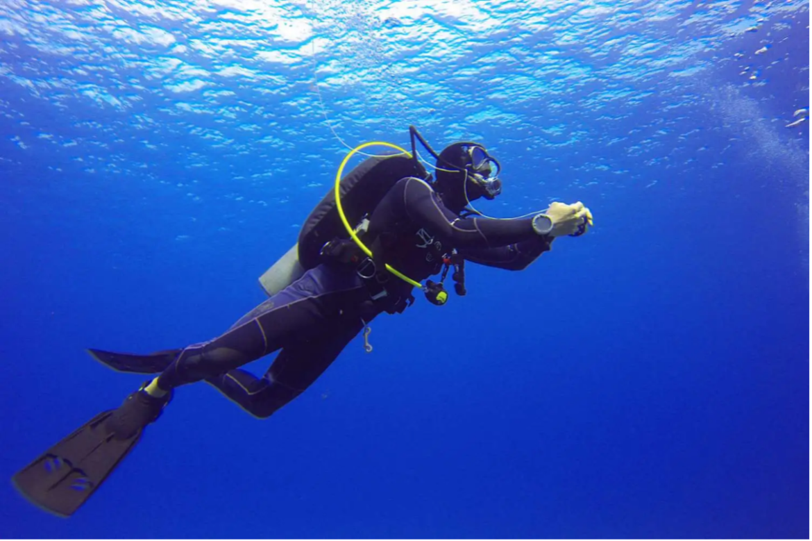 Resumption of Chank Diving Licenses Sparks Controversy in Thoothukudi Resumption of Chank Diving Licenses Sparks Controversy in Thoothukudi