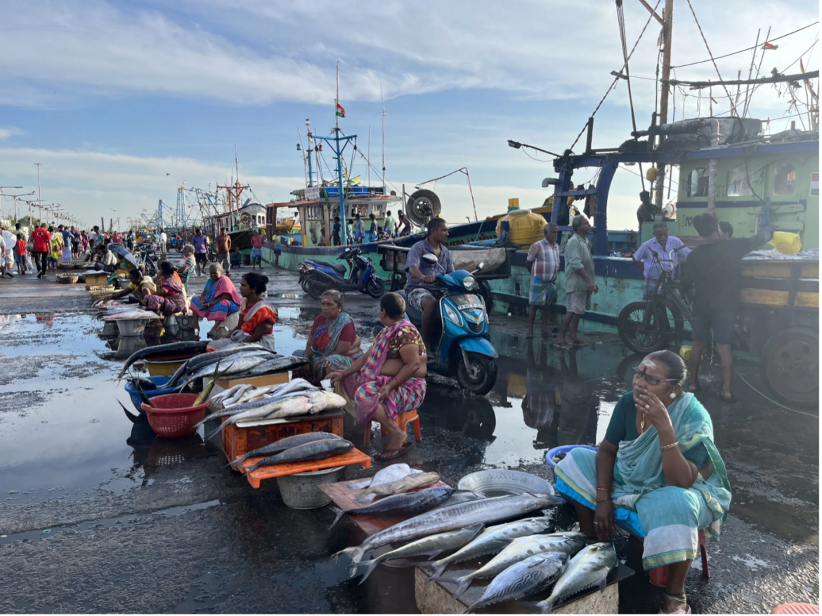 BIGGEST FISH MARKETS IN INDIA BIGGEST FISH MARKETS IN INDIA