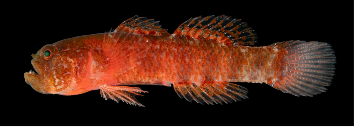 Researchers Discovered New Species In The Red Sea The grumpy dwarfgoby Researchers Discovered New Species In The Red Sea The grumpy dwarfgoby
