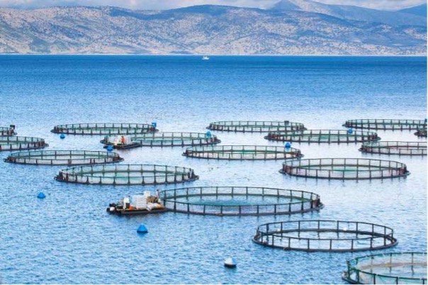 Aquaculture Leaders Shine at Global Animal Welfare Awards Aquaculture Leaders Shine at Global Animal Welfare Awards