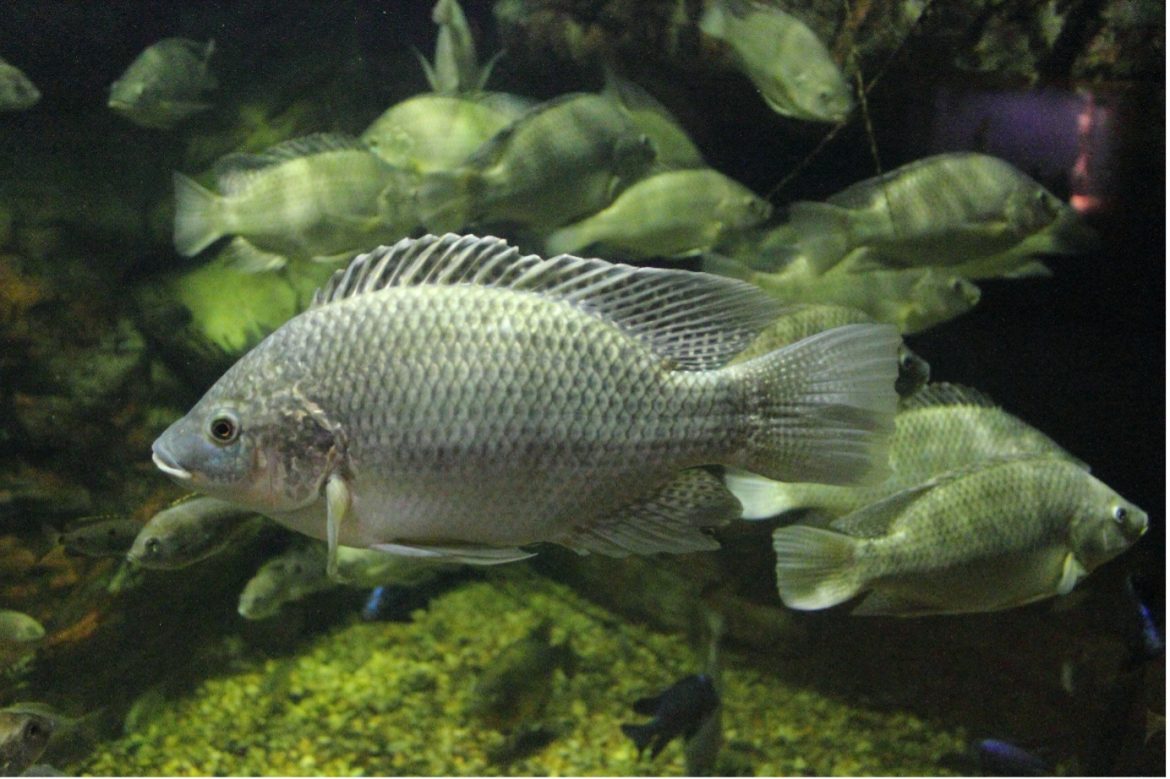 Chennai Undertakes Drive to Remove Invasive Tilapia from Adyar Creek Chennai Undertakes Drive to Remove Invasive Tilapia from Adyar Creek
