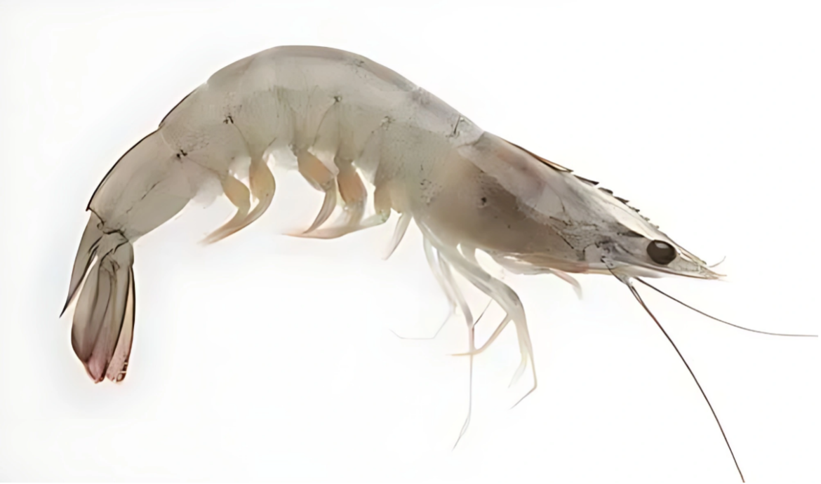 HAVE YOU EVER FACED WHITE GUT DISEASE IN YOUR SHRIMP FARM? YOU’RE IN THE RIGHT PLACE TO LEARN ABOUT IT! HAVE YOU EVER FACED WHITE GUT DISEASE IN YOUR SHRIMP FARM? YOU'RE IN THE RIGHT PLACE TO LEARN ABOUT IT!