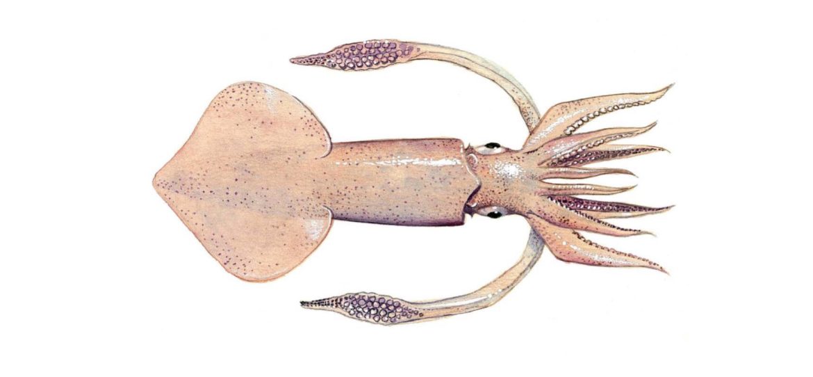 NETUNO Partners to Strengthen Indian Squid Fisheries NETUNO Partners to Strengthen Indian Squid Fisheries