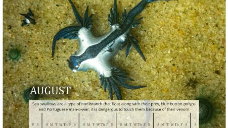 ECCT LAUNCHES MARINE LIFE THEMED CALENDAR TO PROMOTE CONSERVATION ECCT LAUNCHES MARINE LIFE THEMED CALENDAR TO PROMOTE CONSERVATION