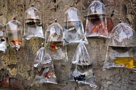VISAKHAPATNAM TO ENFORCE BAN ON SINGLE USE PLASTICS IN FISHERIES SECTOR VISAKHAPATNAM TO ENFORCE BAN ON SINGLE USE PLASTICS IN FISHERIES SECTOR