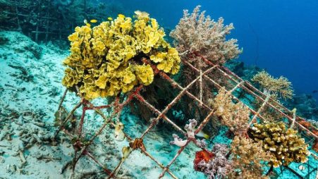 ANDHRA PRADESH TO REPLICATE KERALA’S ARTIFICIAL REEF MODEL FOR MARINE CONSERVATION ANDHRA PRADESH TO REPLICATE KERALA'S ARTIFICIAL REEF MODEL FOR MARINE CONSERVATION