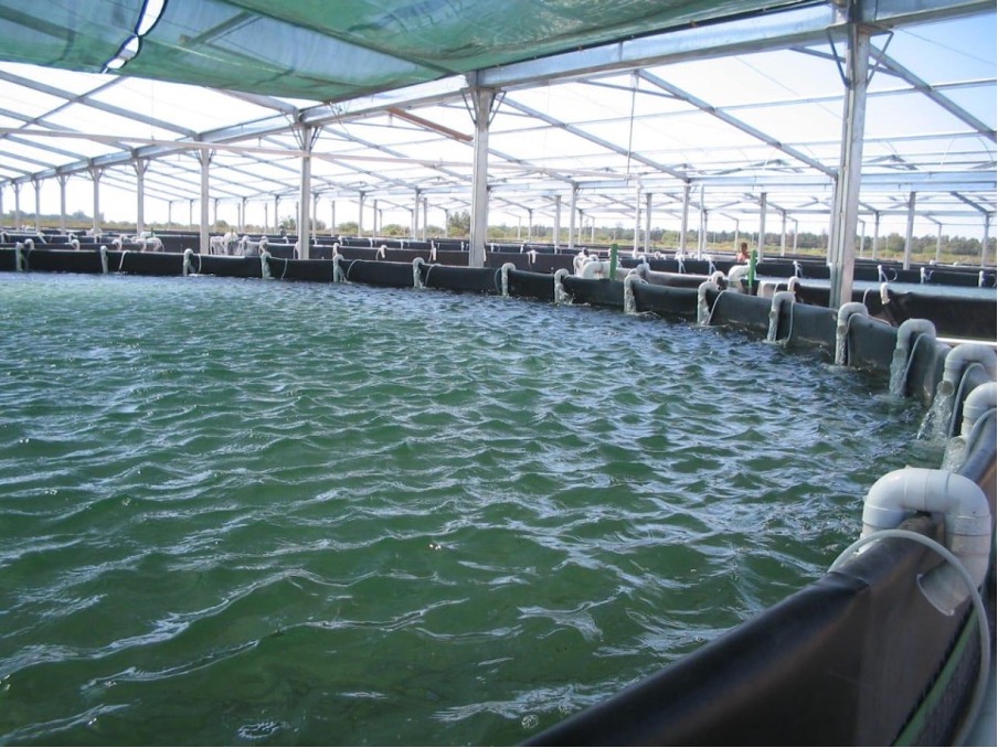 BIOFLOC TECHNOLOGY AN INNOVATIVE APPROACH FOR SUSTAINABLE AQUACULTURE BIOFLOC TECHNOLOGY AN INNOVATIVE APPROACH FOR SUSTAINABLE AQUACULTURE